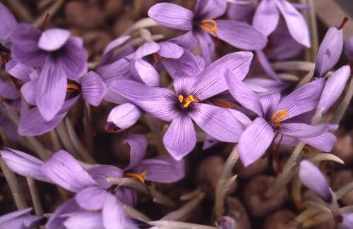 90 pieces of saffron gold - BeesActive Australia