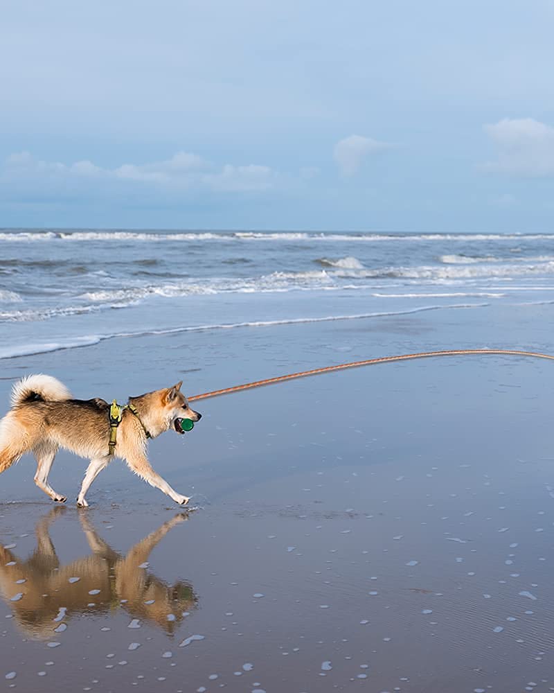 Long Rope Leash for Dog Training 16FT 30FT 50FT, Reflective Threads Check Cord Recall Training Agility Dog Lead, Great for Large Medium Small Dogs Training Playing, Camping, or Backyard 10mm*30FT Orange - BeesActive Australia