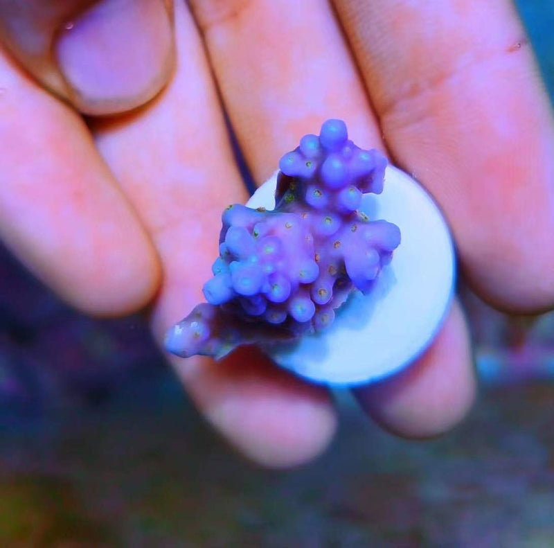 Aquarium Choice Ceramic Coralline Coral Frag Plugs 30 Pack - BeesActive Australia