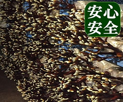 Kagakura Reishiba, 8.8 oz (250 g) (1.8 oz (50 g) x 5), Produced in Aichi Prefecture, Purified Cultivation - BeesActive Australia