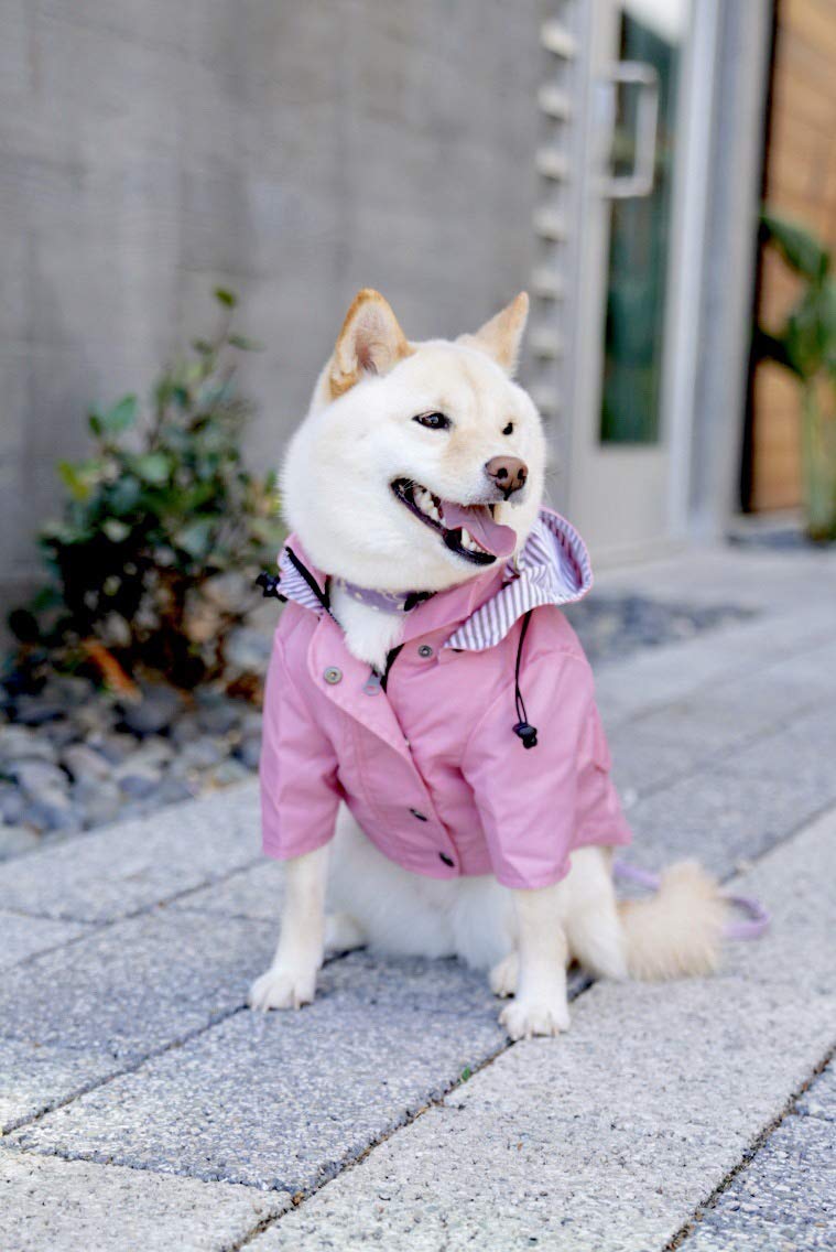 Ellie Dog Wear Zip Up Dog Raincoat Pink with Reflective Buttons, Pockets, Water Resistant, Adjustable Drawstring, Removable Hoodie - Size XS to XXL Available - Stylish Premium Dog Raincoats - BeesActive Australia