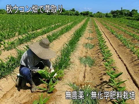 Yakushima Autumn Turmeric Powder G - BeesActive Australia
