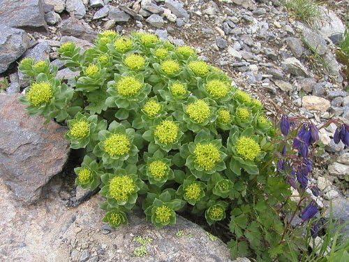Herb Pharm Premium Rhodiola Tincture Liquid 29.6ml Set of 2 - BeesActive Australia