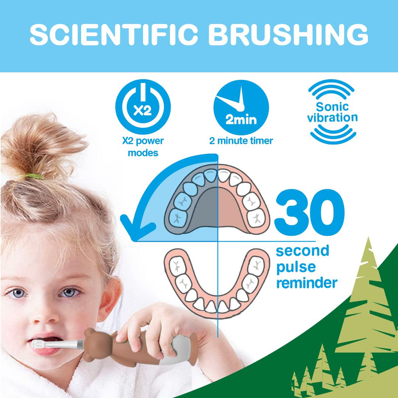 Brush-Baby WildOnes Kids Electric Rechargeable Toothbrush Bear, 1 Handle, 3 Brush Head, USB Charging Cable, for Ages 0-10 (Bear) - BeesActive Australia