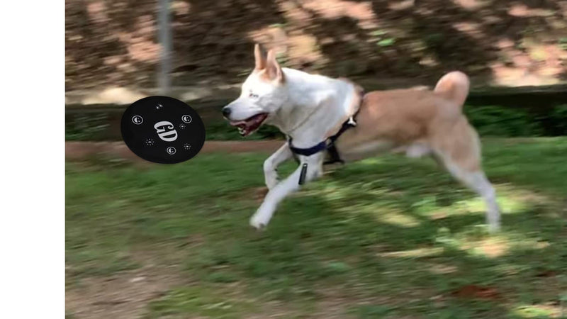 Frisbee Dog Toy - Soft Frisbee for Dogs - Training Disc - Floppy Flying Disc - Cloth Style- Best Frisbee for Dogs - Chewable - Durable Floating Frisbee for Dogs - Family Toys - Pool Flying - BeesActive Australia