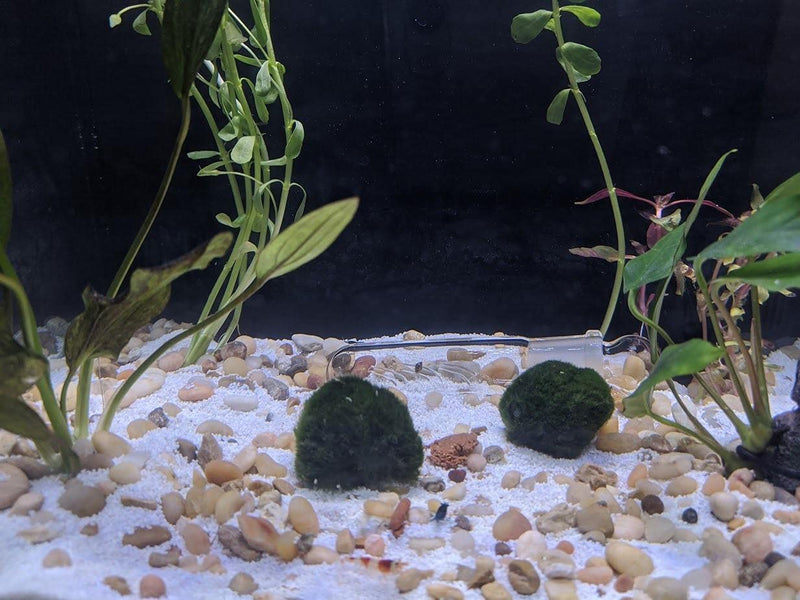 3 Holes Planaria Aquarium Trap Leeches Catcher 2 Pieces for Cherry Shrimp Crystal Red Shrimp Dwarf Shrimp Fish Tank Supplies - BeesActive Australia