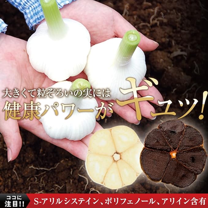Yazuya Group Kyushu Nature Museum, 185 Aged Black Garlic Egg Yolks, 1 Capsule Per Day for 6 Months Value Family Size - BeesActive Australia