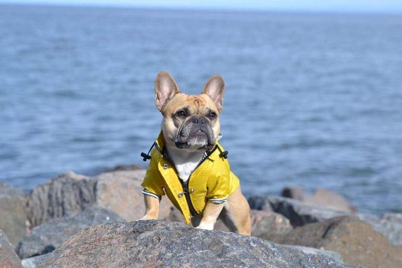 Ellie Dog Wear Yellow Zip Up Dog Raincoat with Reflective Buttons, Pockets, Rain/Water Resistant, Adjustable Drawstring, & Removable Hood - Size XXS to XXL - Stylish Premium Dog Raincoats L - BeesActive Australia