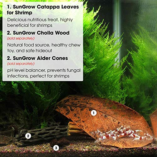 SunGrow Catappa Indian Almond Leaves for Shrimp Aquariums, Lowers Your Tank's pH and Pet Stress, Creates Better Environment, Unique Practical Aquarium Tank Decor Medium (5", 10 pcs) - BeesActive Australia