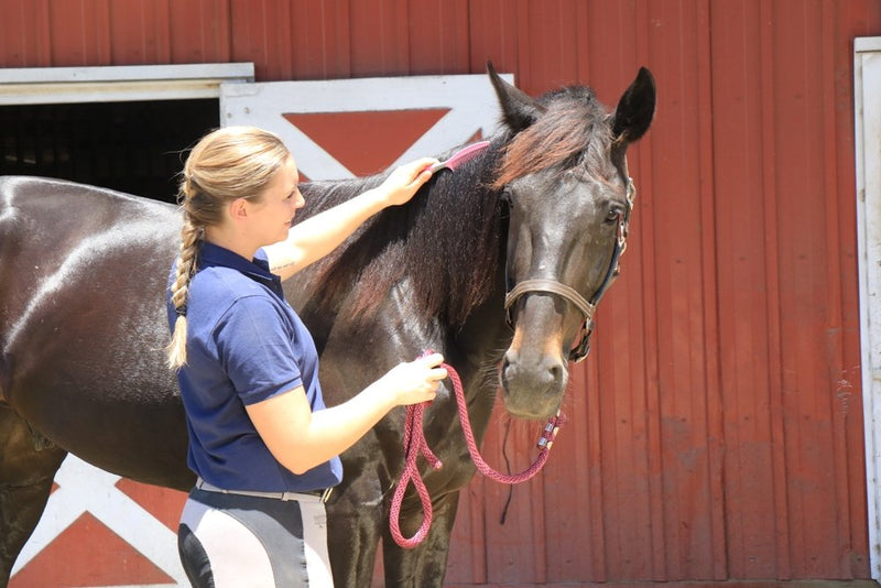 Oster 827570 Equine Care Series Mane & Tail Comb Pink - BeesActive Australia