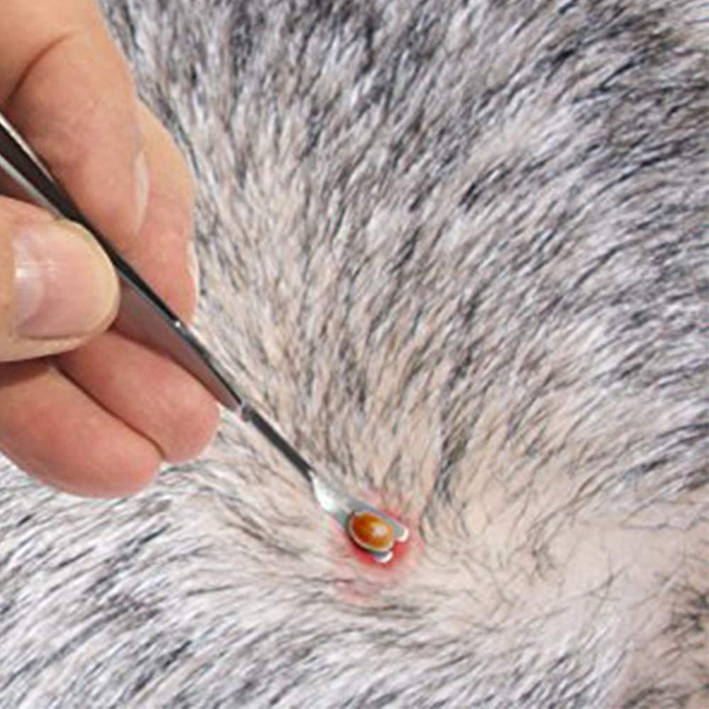 eTradewinds Tick Remover Tool | Tick-Off Pro | Hygienic All Stainless Steel Tick Removal Tool with Leather Case 2-Pack - BeesActive Australia