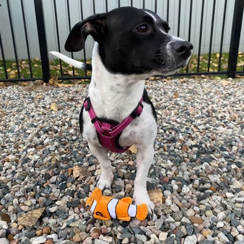 Snuggle Puppy Tender-Tuffs Tiny Hedgehog and Clownfish Plush Dog Toys Bundle - Tough Animal Squeaky Toys - BeesActive Australia