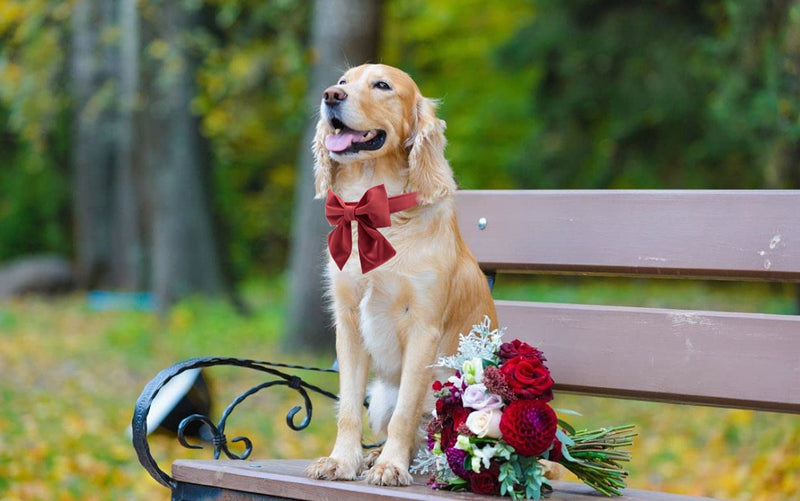 lionet paws Bowtie Dog Collar - Comfortable Cute Adjustable Silk Dog Collar with Detachable Bow Tie Matching Dog Leash for Dogs and Cats Girl or Boy Gift Collar&Bow-M (Pack of 1) Red - BeesActive Australia