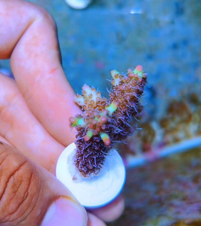 Aquarium Choice Ceramic Coralline Coral Frag Plugs 30 Pack - BeesActive Australia