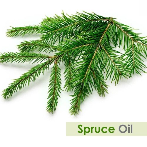 Spruce Oil (Tsuga Canadensis) Therapeutic Essential Oil with dropper Amber Bottle 100% Natural Uncut Undiluted Pure Cold Pressed Aromatherapy Premium Oil - 15ML/ 0.5 fl oz - BeesActive Australia