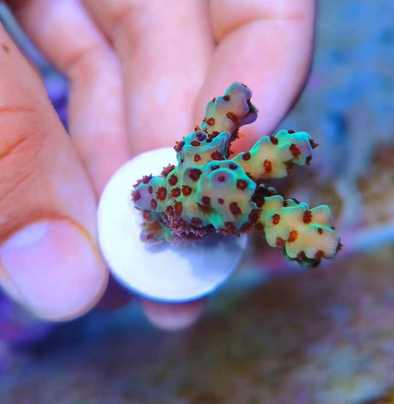 Aquarium Choice Ceramic Coralline Coral Frag Plugs 30 Pack - BeesActive Australia