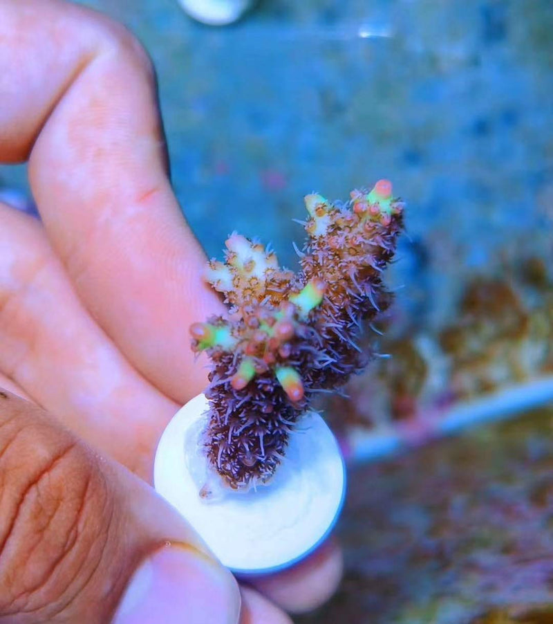 Ceramic Coralline Coral Frag Plugs 60 Pack - BeesActive Australia