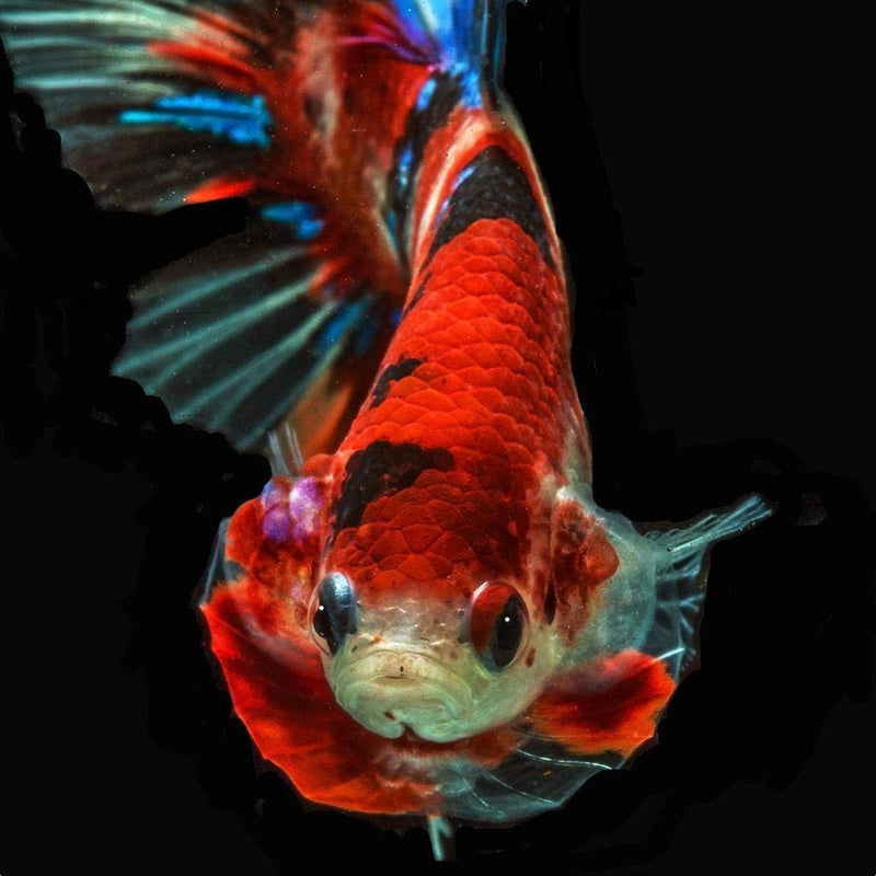 DreamDealsSG Tourmaline Balls for Freshwater Aquarium Tank. Mineral Supplement Substrate. Live Shrimp Food, Betta Fish Food, and Crayfish Food. Water Conditioner for Freshwater Shrimp etc. - BeesActive Australia