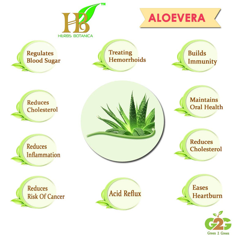 Herbs Botanica Aloe Vera Powder Organic Powder for Hair Growth Root Ayurvedic Dried Aloe Vera Powder 5.3oz | 150g Pack | Aloe Barbadensis | Vegan | GMP Certified | NO GMO - BeesActive Australia