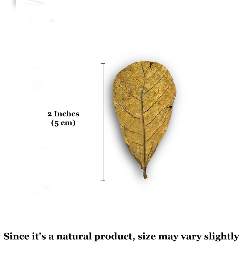 SunGrow Indian Almond Catappa Leaves for Aquarium Turtles, Leaf Litter, Beneficial Terrarium Décor, Lowers Stress & Balances pH Levels Mini (2", 100 Pcs) - BeesActive Australia