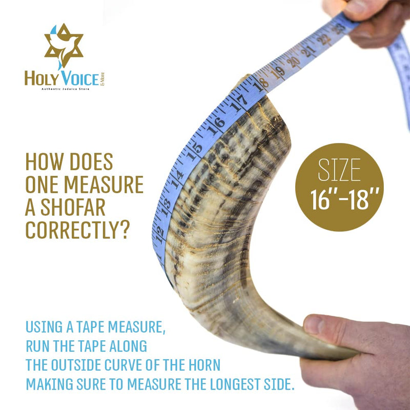 Handcrafted Kosher Ram Shofar from Israel – 16"-18" Musical Horn with Shofar Bag – Decorative, Functional Jewish Gifts for Women & Men by Holy Voice, Half Polished 16"-18" - BeesActive Australia