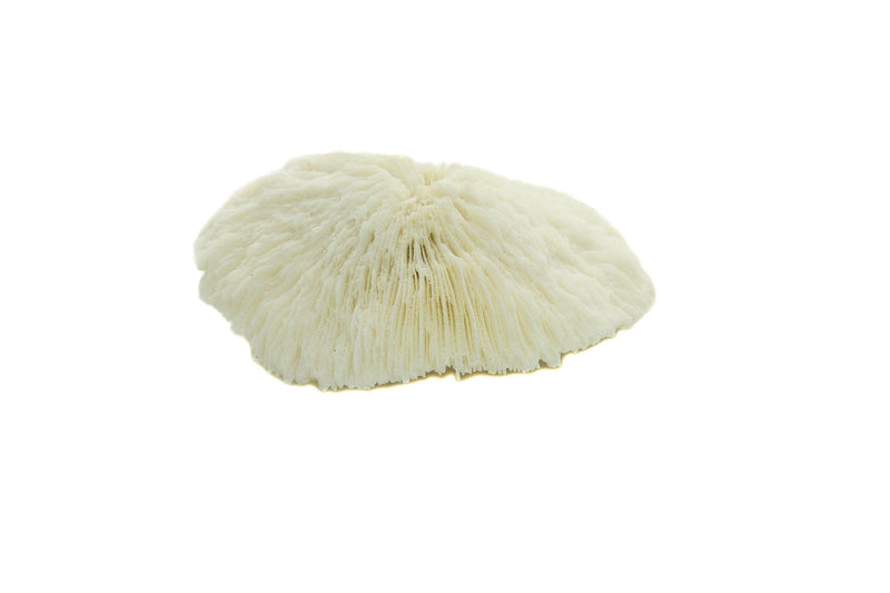 Mushroom Sea Coral | White Real Mushroom Coral 3”-4” (1 Piece) | Aquarium Ornament for Decoration | Plus Free Nautical eBook by Joseph Rains - BeesActive Australia