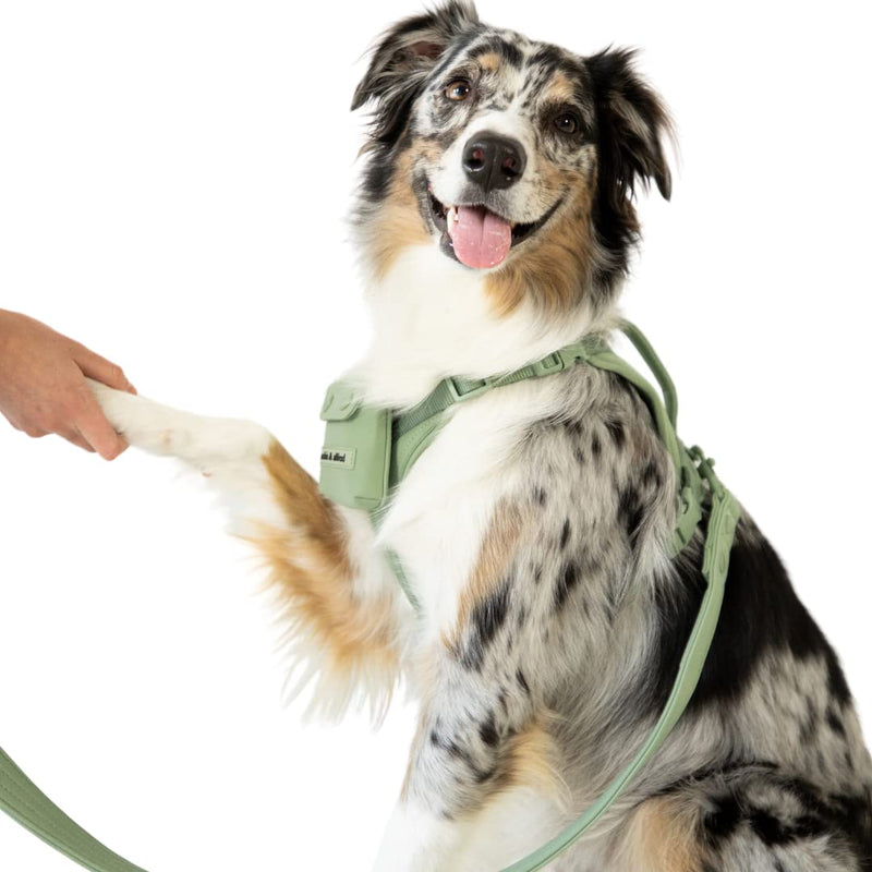 No Pull Adjustable Dog Harness - Water Resistant & Easy to Clean with Control Handle and Pocket Attached | archie & alfred Large - BeesActive Australia