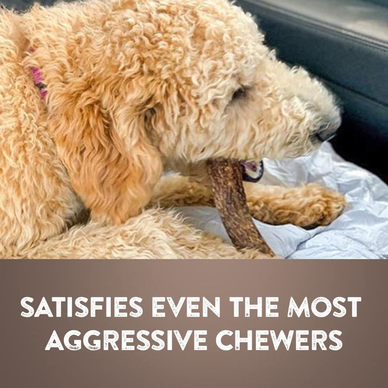 WhiteTail Naturals | 3 Pack | Deer Antler Dog Chews | All Natural Antlers for Dogs Medium (Pack of 3) - BeesActive Australia