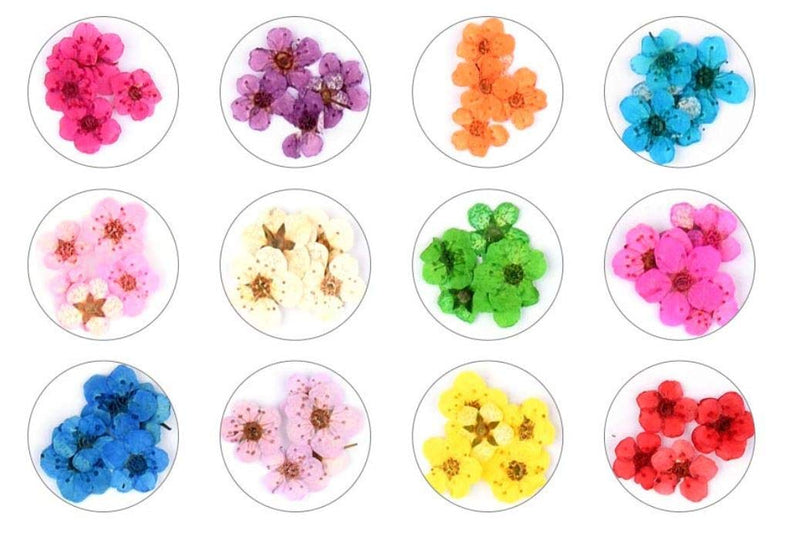 Valuu 3D Nail Dried Flowers Sticker 60 Five Petal Flower 12 Colors Natural Real Dry Flower Nail Stickers ?60 Flowers? - BeesActive Australia