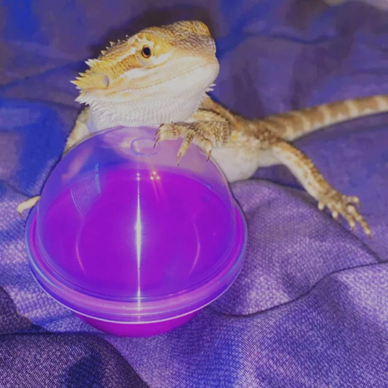 CooShou Lizard Bearded Dragon Feeding Toys Ball Reptile Food Toys Ball Lizard Interactive Toys for Bearded Dragon, Lizard, Gecko and Small Animals 6Pcs - BeesActive Australia