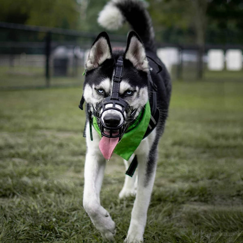 Dog Muzzle,Soft Basket Silicone Muzzles for Dog, Best to Prevent Biting, Chewing and Barking, Allows Drinking and Panting, Used with Collar Black 3 (Snout 9¾-11") - BeesActive Australia