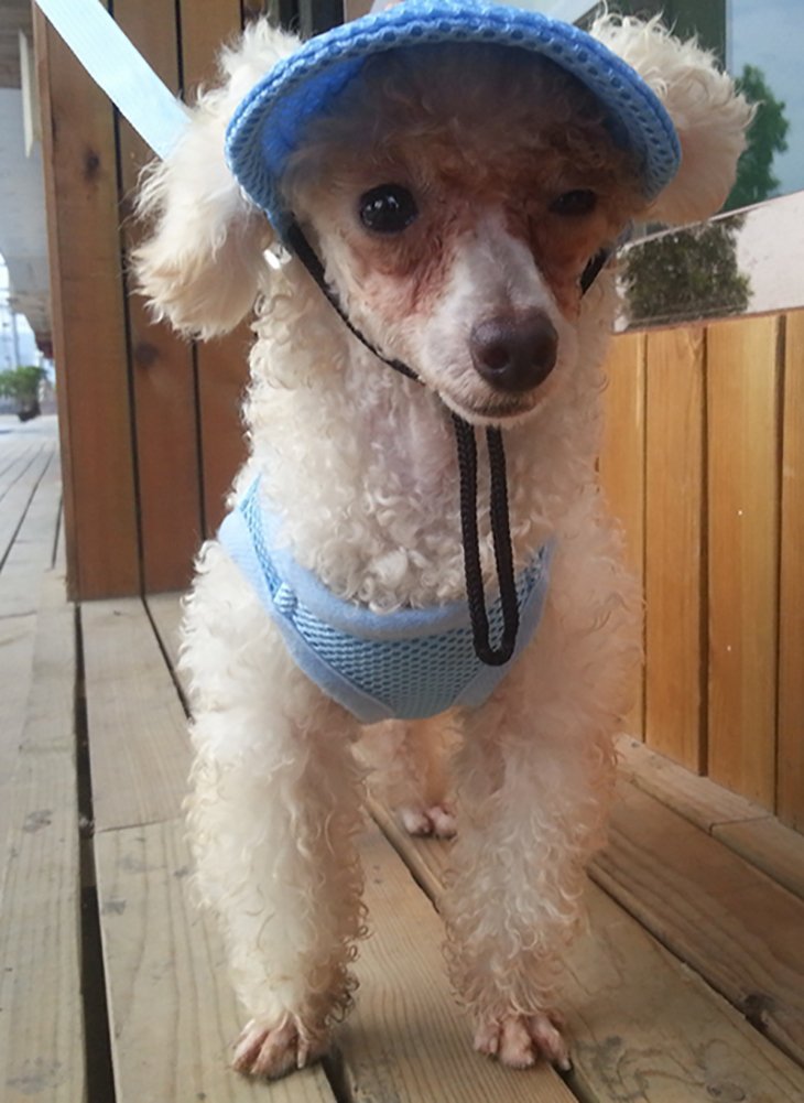 MaruPet Round Brim Princess Cap Visor Hat Pet Dog Mesh Porous Sun Cap with Ear Holes for Small, Extra Small Dog Teddy, Pug, Chihuahua, Shih Tzu, Yorkshire Terriers, Papillon M(head width: 6.29" circumference:13.77") Blue - BeesActive Australia