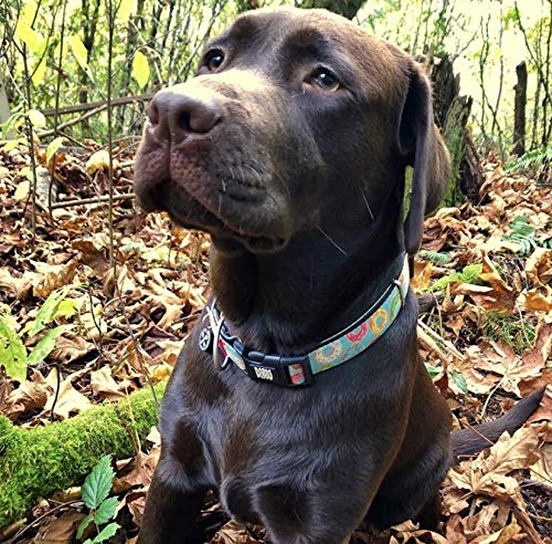 Max & Molly Smart ID Dog Collar with Gotcha! QR Pet Safety Tag and Custom Pet Profile, Soft Padded Neoprene, Waterproof, Machine Washable Collar Dogs Donuts Small - BeesActive Australia