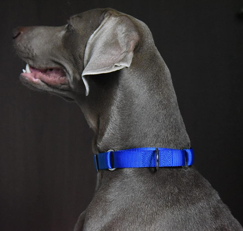 Alainzeo Martingale Dog Collar, Heavyduty Nylon Dog Collar Large Blue - BeesActive Australia
