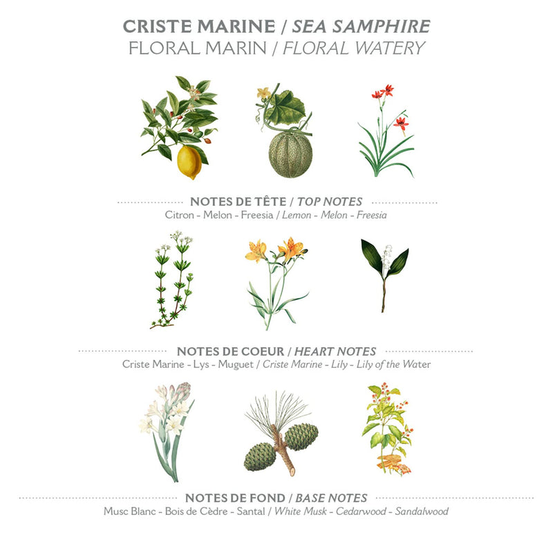 Panier des Sens - Hand Cream for Dry Cracked Hands and Skin – Sea Samphire Hand Lotion, Moisturizer, Mask - With Shea Butter and Olive Oil - Hand Care Made in France 97% Natural Ingredients - 2.5floz 2.6 Fl Oz (Pack of 1) - BeesActive Australia