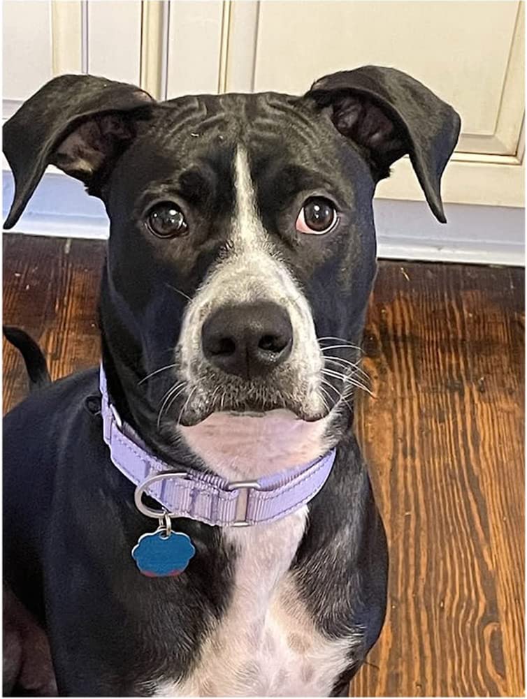YUDOTE Reflective Martingale Collar for Dogs with Quick Snap Buckle Anti-Pull Nylon Safe Slip Collars for Easy Walking Large(Neck 15"-19") Lavender - BeesActive Australia