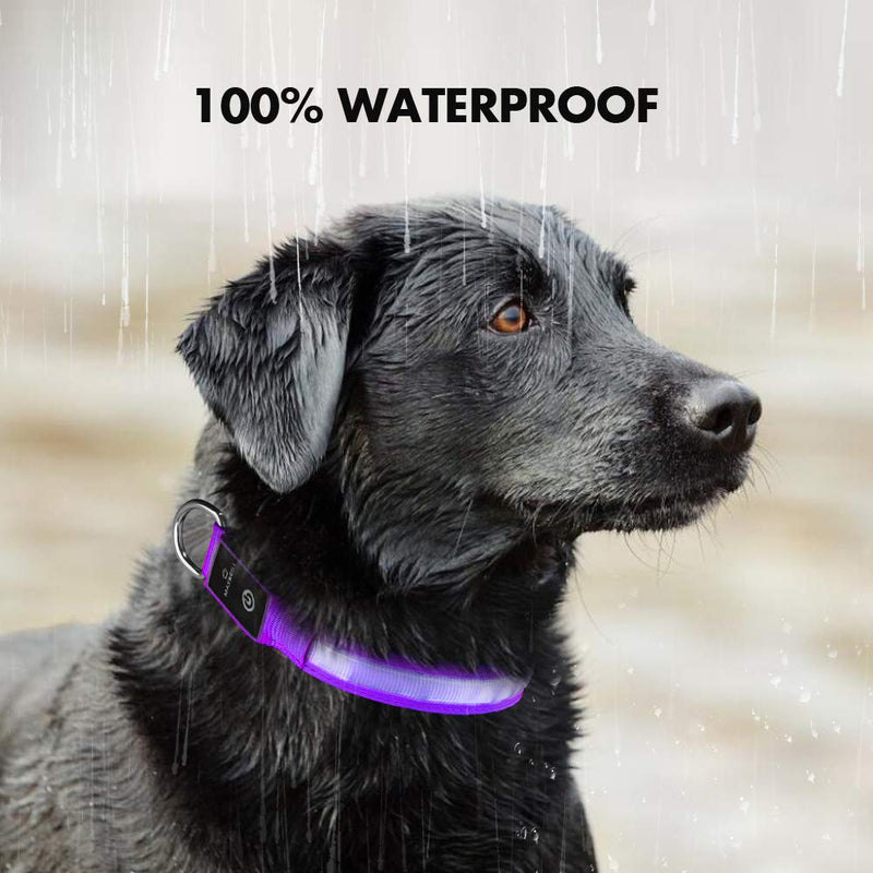 MASBRILL Light Up Dog Collar, LED Glow Collar with USB Rechargeable Lighted Bright Purple Dog Flashing Collar Waterproof, 4 Colors with 3 Sizes for Small Medium Large Dogs M(0.98*19.69") - BeesActive Australia