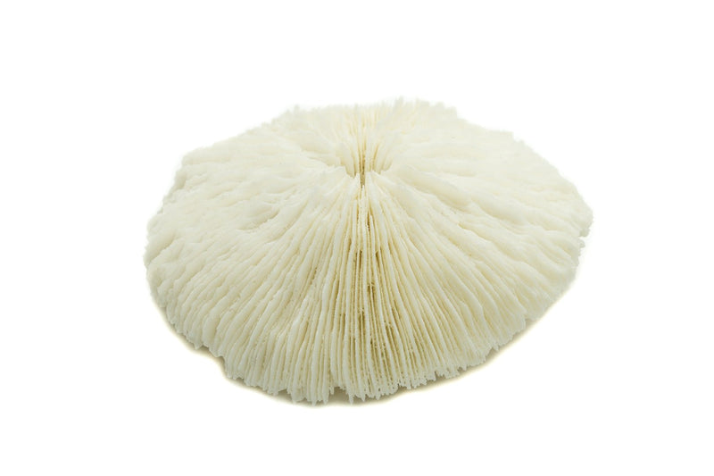 Mushroom Sea Coral | White Real Mushroom Coral 3”-4” (1 Piece) | Aquarium Ornament for Decoration | Plus Free Nautical eBook by Joseph Rains - BeesActive Australia
