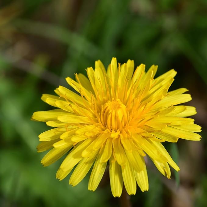 Nature's Answer Dandelion Root (Alcohol Free) 1 fl.oz ????? [Parallel Import] - BeesActive Australia