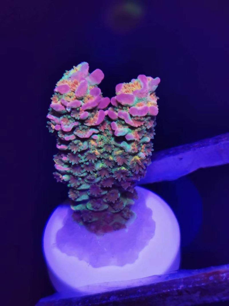 Aquarium Choice Ceramic Coralline Coral Frag Plugs 30 Pack - BeesActive Australia