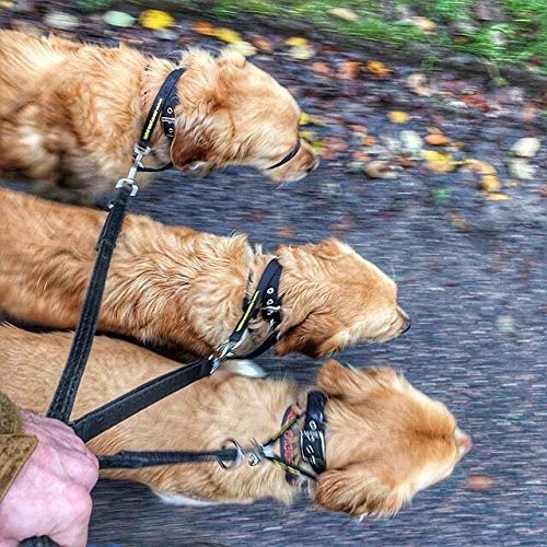 Canny The Canny Collar for Dog Training and Walking, Simple and Effective Help with Dog Training and Helps to Stop Dogs from Pulling on The Lead, Collar for Dog Walking - Black Size 5 Blue - BeesActive Australia
