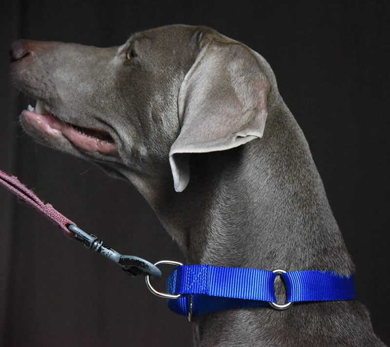 Alainzeo Martingale Dog Collar, Heavyduty Nylon Dog Collar Large Blue - BeesActive Australia