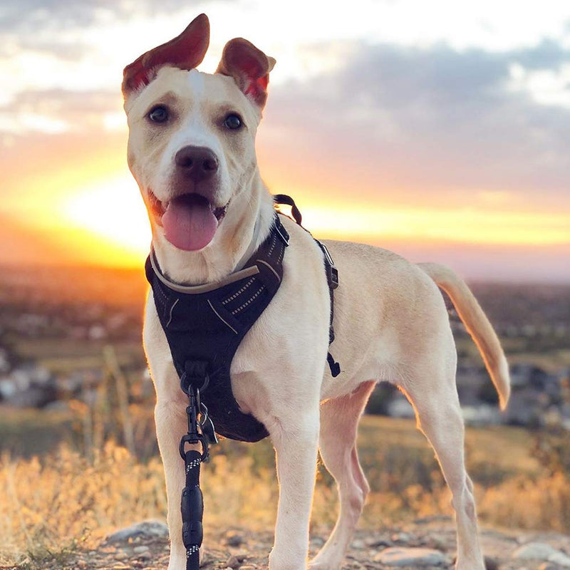 rabbitgoo Dog Harness, No-Pull Pet Harness with 2 Leash Clips, Adjustable Soft Padded Dog Vest, Reflective Outdoor Pet Oxford Vest with Easy Control Handle Large Classic Black - BeesActive Australia