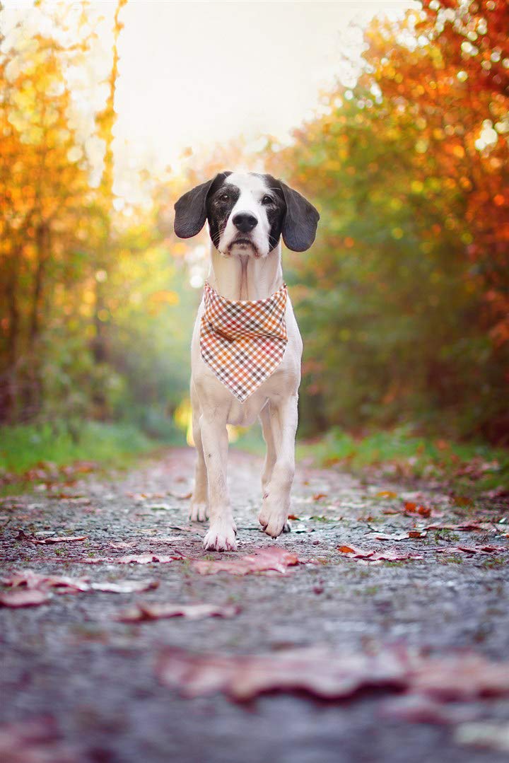 Elegant little tail Dog Bandana for Boy Girl Small Medium Large Dogs, Comfortable Dog Bibs Scarf, Adjustable Square Dog Kerchief Large (Pack of 1) Autumn - BeesActive Australia