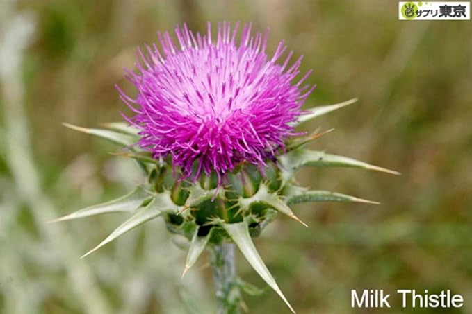 Japan Whole Foods Herbal Supplement Milk Thistle Milk Thistle Standardized 262mg 60 Capsules - BeesActive Australia