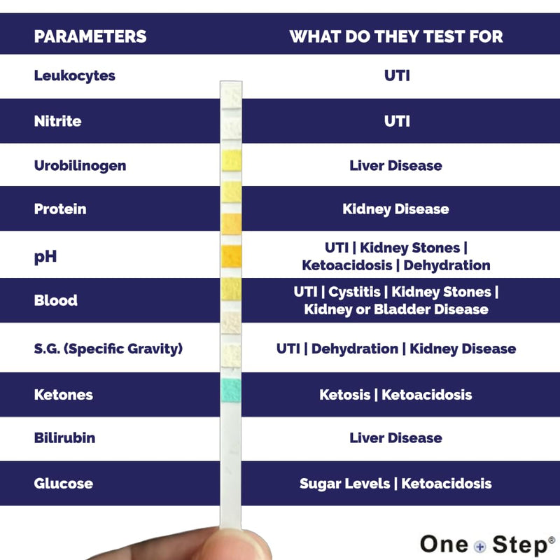 10 Parameter Urine Strips | Dipstick Tests | 100 Test Strips 100 Count (Pack of 1) - BeesActive Australia