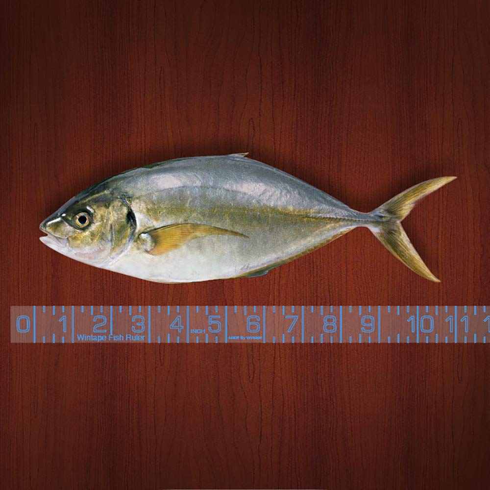 Edtape Adhesive Transparent Fish Ruler - 40 Inch Fishing Measuring Tape -  Fish Measuring Tape for Fishing Boat, Kayak, Cooler, Workbench - Waterproof  Fish Measuring Sticker