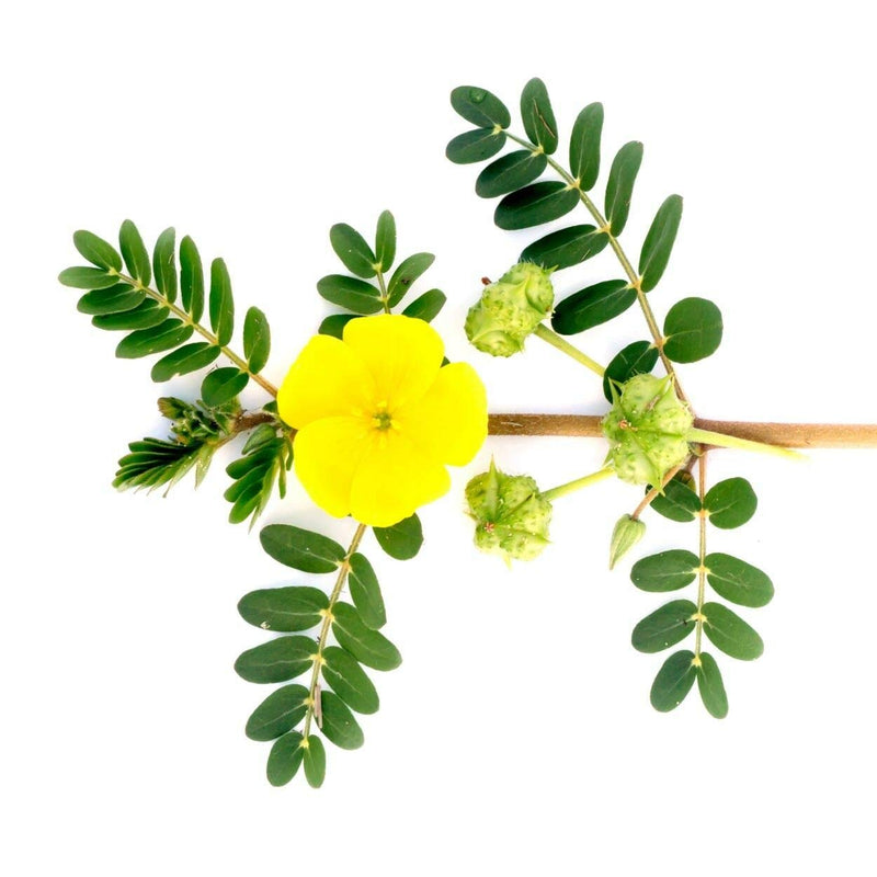Tribulus Max | 100ml Natural Liquid Extract (33 Days Supply) | Tribulus Terrestris | Suitable for Vegetarians, Vegans by Cvetita Herbal (100ml) - BeesActive Australia