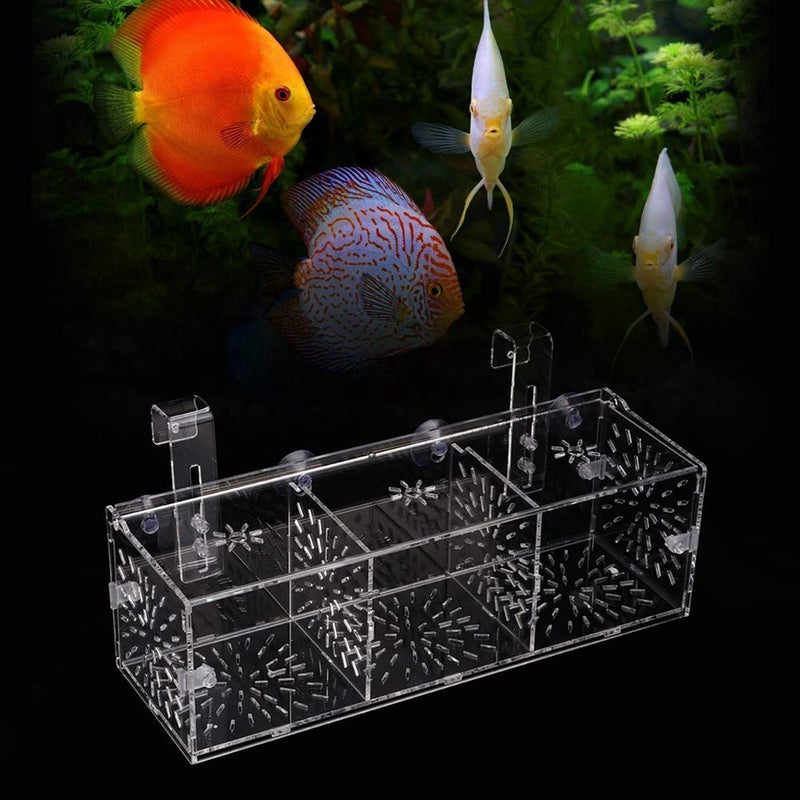 GLOGLOW Aquarium Breeder Box, 3 Sizes Acrylic Transparent Aquarium Breeding Isolation Box Fish Tank Hatchery Incubator Holder 30CM*10CM*10CM - BeesActive Australia