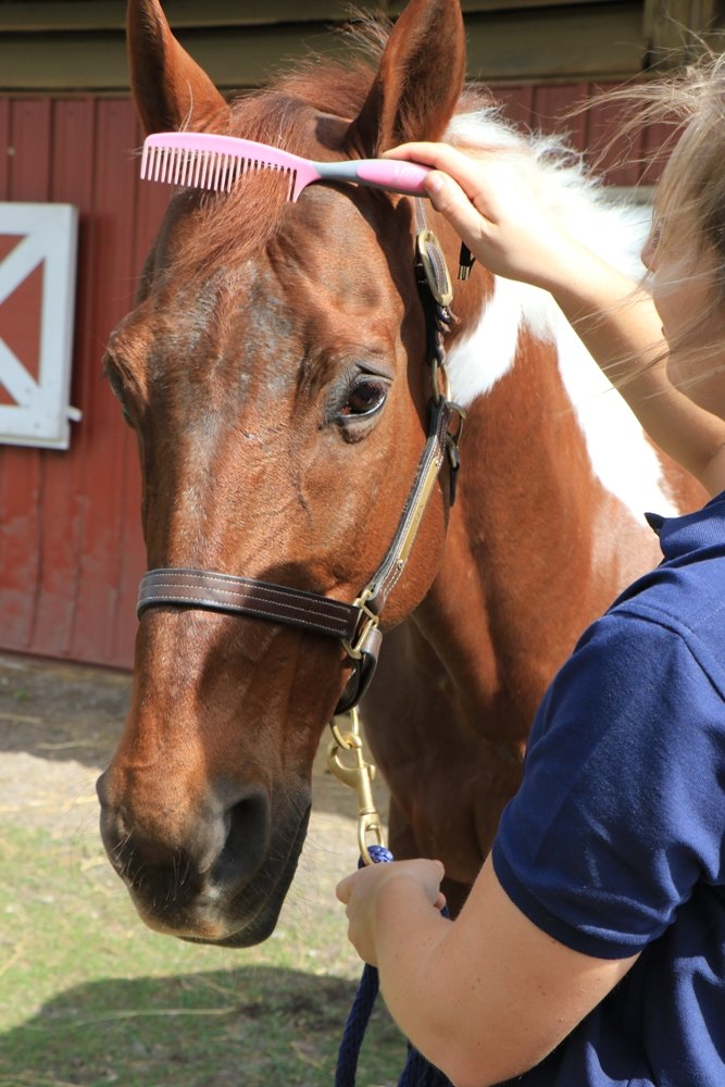 Oster 827570 Equine Care Series Mane & Tail Comb Pink - BeesActive Australia